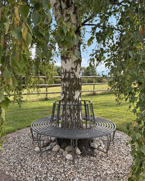 The silver birch on the lawn, a round metal bench built around its trunk and its branches hanging low
