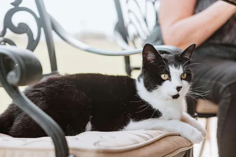 Felix the cat supervising breakfast from the next chair